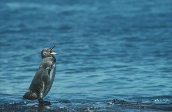 WILDLIFE, Birds, Penguin, Galapagos Penguin (spheniscus mendiculus) standing by water with mouth
