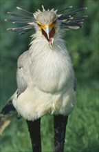 WILDLIFE, Birds, Secretary Bird, Secretary Bird (sagittarius serpentarius) standing with beak open