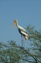 WILDLIFE, Birds, Stork, Painted Stork (ibis leucocephalus) sitting in a tree in Bharatpur Rajasthan