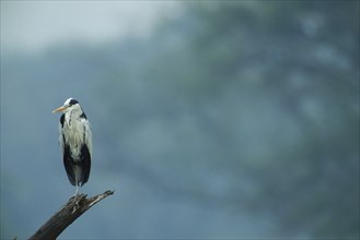 WILDLIFE, Birds, Heron, Grey Heron (ardea cinerea)sitting on tree branch  in Bharatpur Rajasthan