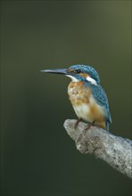 WILDLIFE, Birds, Kingfisher, Kingfisher (alcedo atthis) perched on a branch in Bharatpur Rajasthan