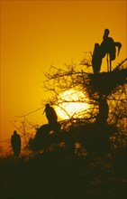 WILDLIFE, Birds, Storks, Storks nesting in tree at sunset in Bharatpur Rajasthan India