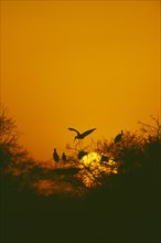WILDLIFE, Birds, Storks, Storks nesting at sunset in a tree with one landing at Bharatpur Rajasthan