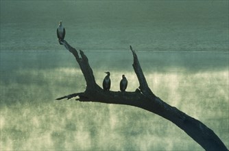 INDIA, Kerala, Periyar Lake, Silhouetted Shags perched on tree branch beside Lake in wildlife