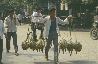 CHINA, Guangxi Province, Rongshui, Man carrying pigs to market in baskets hung from pole over his