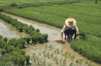 CHINA, Kaifeng, Planting Rice