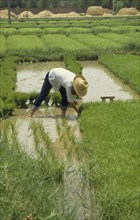 CHINA, Kaifeng , Woman in straw hat planting rice.
