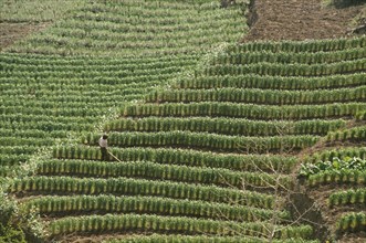 CHINA, Guizhou Province, Bijie , Wheat Terraces