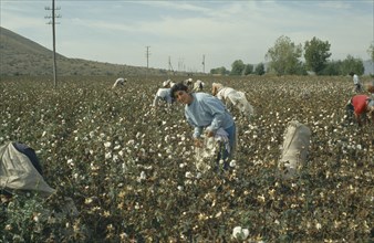 GREECE, Industry, Cotton Picking