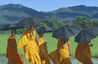 THAILAND, North, Lamphun, Buddhist Monks walking in a group holding umbrellas