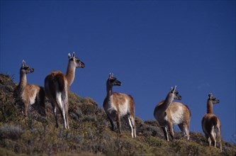 CHILE, Torres Del Paine , "Guanacos, Lama Guanicoe, standing on a hill side in the National Park"