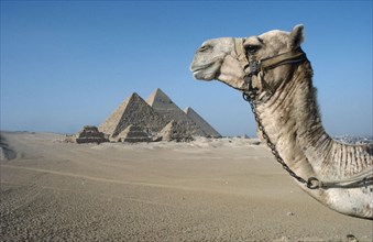 EGYPT, Cairo Area, Giza, Pyramids with profile of camel head in foreground