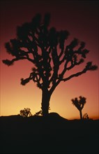 USA, California, Joshua Tree National Monument, Joshua tree silhouetted at sunset