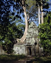 CAMBODIA, Angkor, Ta Prohm temple amongst trees with tree trunk growing through stone wall