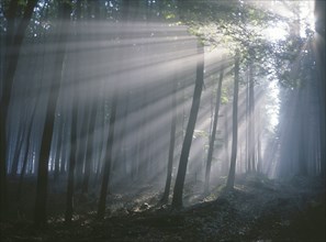 CLIMATE, Sun, Rays from the sun streaming through trees in a forest