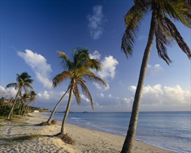 ANTIGUA, Landscape, John's Point Beach with palm trees