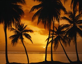 WEST INDIES,   , Tobago, Palm tree silhouettes against sunset