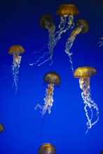 USA, California, Monterey, Jelly fish in Aquarium