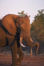 ZIMBABWE, Matusadona National Park, African Elephant with tusk drooped over tusk.