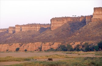ZIMBABWE, Masvingo, Gonarezhou National Park, The Chilojo Cliffs tower above an african elephant