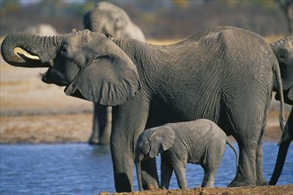 ZIMBABWE, Hwanae National Park, Elephant and baby drinking at pool. (Loxodonta Africana)