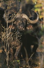 ZIMBABWE, Hwanae National Park, Buffalo in Mopane Veld (Syncerus Caffer)