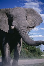 SOUTH AFRICA, East Transvaal, Kruger National Park, An African elephant (Loxodonta africana) in