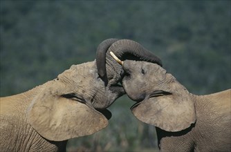 SOUTH AFRICA, Eastern Cape, Addo Elephant Nat.Park, Two elephants (loxodonta africana) sparring