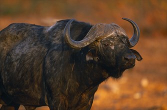 SOUTH AFRICA,  , Animals, Buffalo