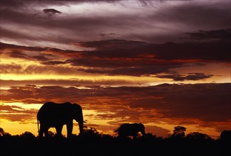SOUTH AFRICA, East Transvaal, Kruger National Park, Two African Elephants (Loxodonta africana)