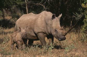 SOUTH AFRICA, East Transvaal, Kruger National Park, White rhinoceros and calf