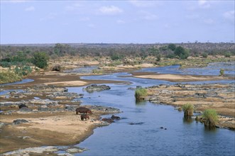 SOUTH AFRICA, Kruger National Park, Hippopotamus in Olifants River.