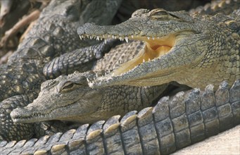 SOUTH AFRICA, KwaZulu Natal, Animals, "St. Lucia Crocodile Centre.  Juvenile Nile Crocodile