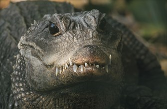 SOUTH AFRICA, KwaZulu Natal, Animals, "St.Lucia crocodile centre, adult dwarf  (Osteoiaemus