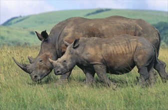 SOUTH AFRICA, Natal, Zululand , White Rhinoceros (Ceratotherium Simum) and calf in grassland.