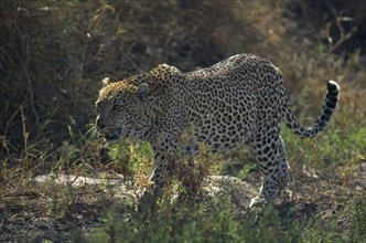 SOUTH AFRICA, East Transvaal, Mala Mala, "Mala Mala Game Reserve, leopard walking. "