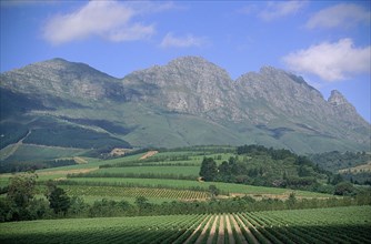 SOUTH AFRICA, Cape Province, Near Stellenbosch, "Scenic view over Delheim wine estates and