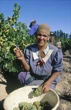 SOUTH AFRICA, Cape Province, Stellenbosch, Female grape picker in a vineyard.