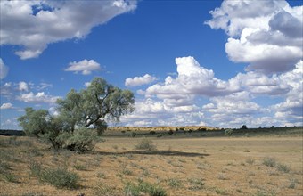 SOUTH AFRICA, Kalahari, Gemsbok National Park, "Audb River Valley, open plains and tree with blue