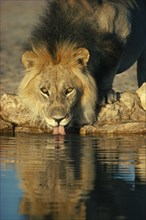 BOTSWANA, Kalahari Desert, Male lion drinking.
