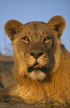 BOTSWANA, Animals, Big Cats, Lioness portrait
