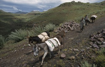 LESOTHO, Near Katse  ,  Driving donkeys carrying goods down hillside with two Basotho boys.