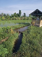 INDONESIA, Bali , Ubud, "Irrigation, hut and rice field."