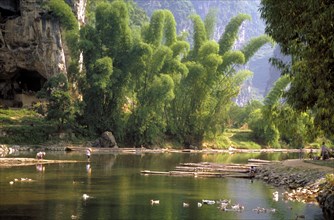 CHINA, Yangshou Province, Fisherman on the bank of a tree lined river with boats by the other bank