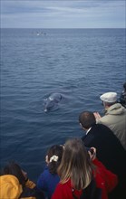 ICELAND, Husavik , Whale watching.