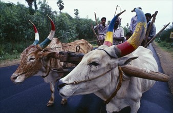 INDIA, Tamil Nadu, Transport, Pair of oxen with painted horns pulling a cart carrying five male