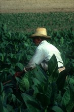 CUBA, Pinar Del Rio, Tobacco worker in field