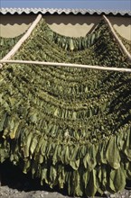 TURKEY, East,  Bitlis, Tabacco leaves drying in the sun near Bitlis