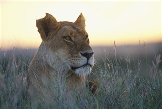 KENYA, Wildlife, Lioness sitting in long grass