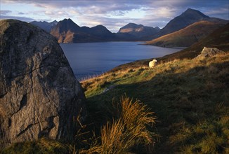 SCOTLAND, Isle of Skye, Cullin Hills, Single sheep beside granite boulder overlooking Loch Scavaig